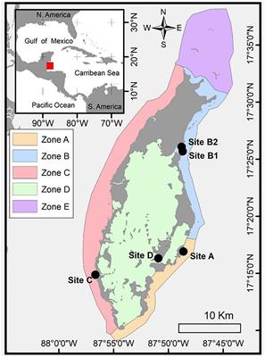 Quantifying sedimentary ’blue carbon’ in relation to canopy cover in the seagrass meadows of Turneffe Atoll, Belize